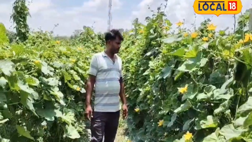 बारिश के मौसम में करें इन सब्जियों की खेती कम लागत में मिलेगा बेहतर मुनाफा