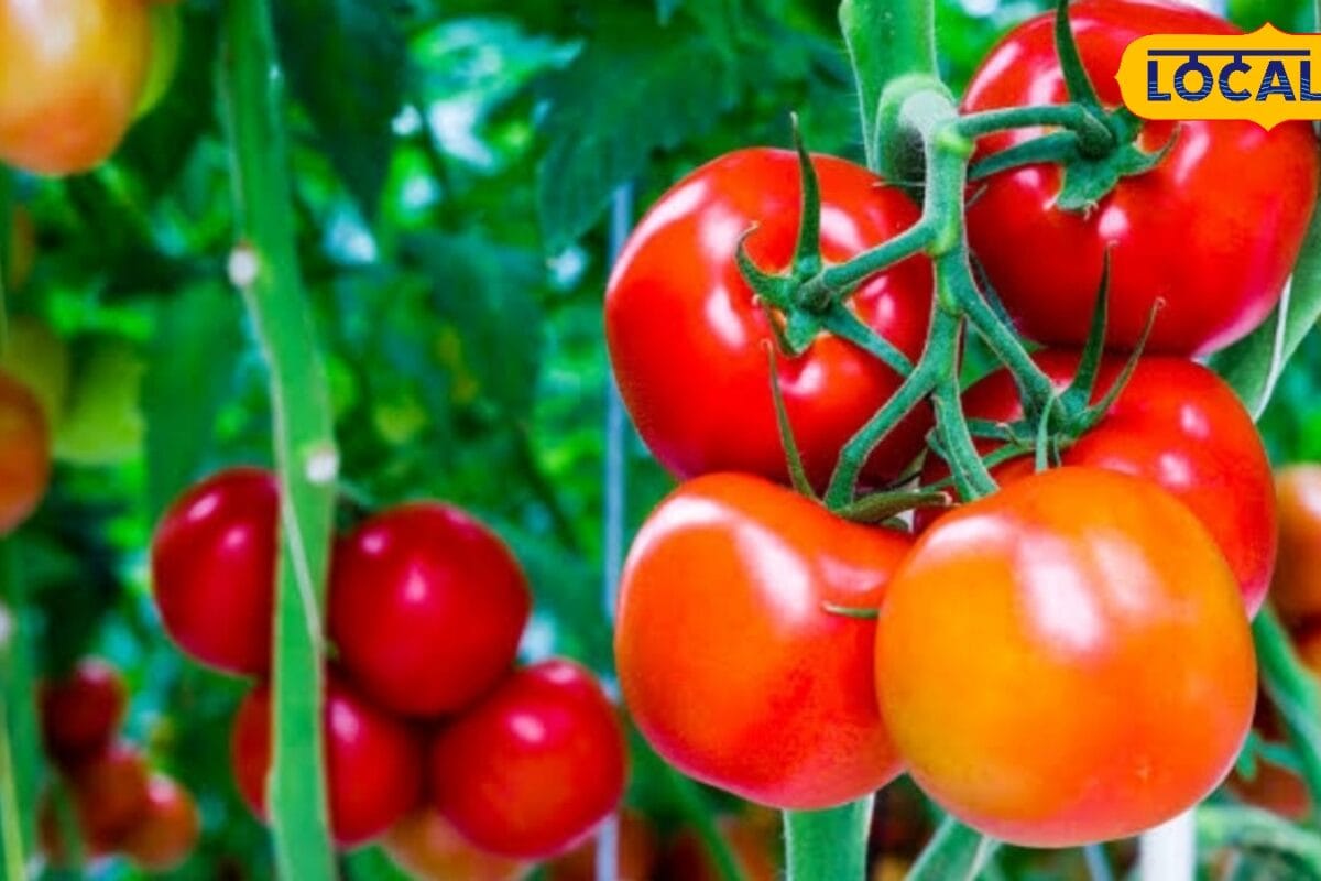 Agri Tips: अभी लगा लें टमाटर की ये किस्म! एक पौधे से मिलेंगे 18kg तक फल प्रति एकड़ 4-5 लाख का मुनाफा