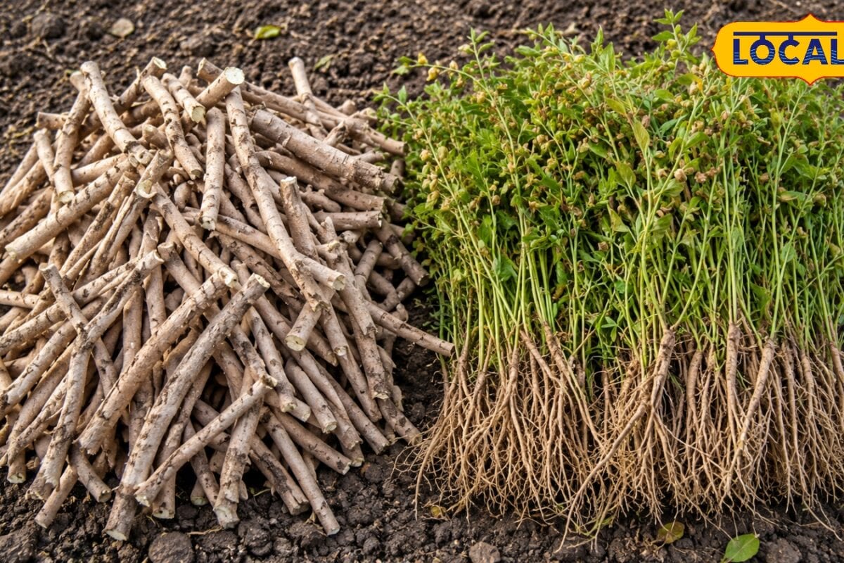 Nagauri Ashwagandha: नागौर की अश्वगंधा क्यों है सबसे खास जानिए इसके चमत्कारी औषधीय गुण