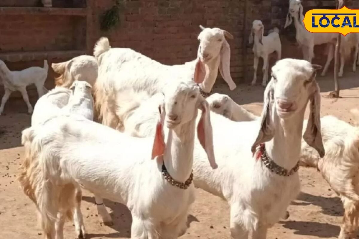बकरी पालन करने वाले किसान सही नस्ल का करें चुनाव आवास और टीकाकरण का रखें ध्यान चार गुना बढ़ जाएगी कमाई