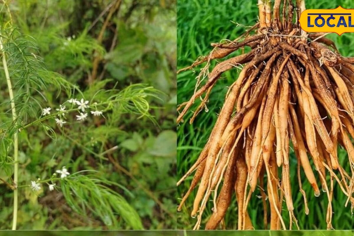 लागत कम लेकिन मुनाफा ज्यादा! दवा कंपनियों में जबरदस्त डिमांड, किसानों के लिए ATM ये फसल
