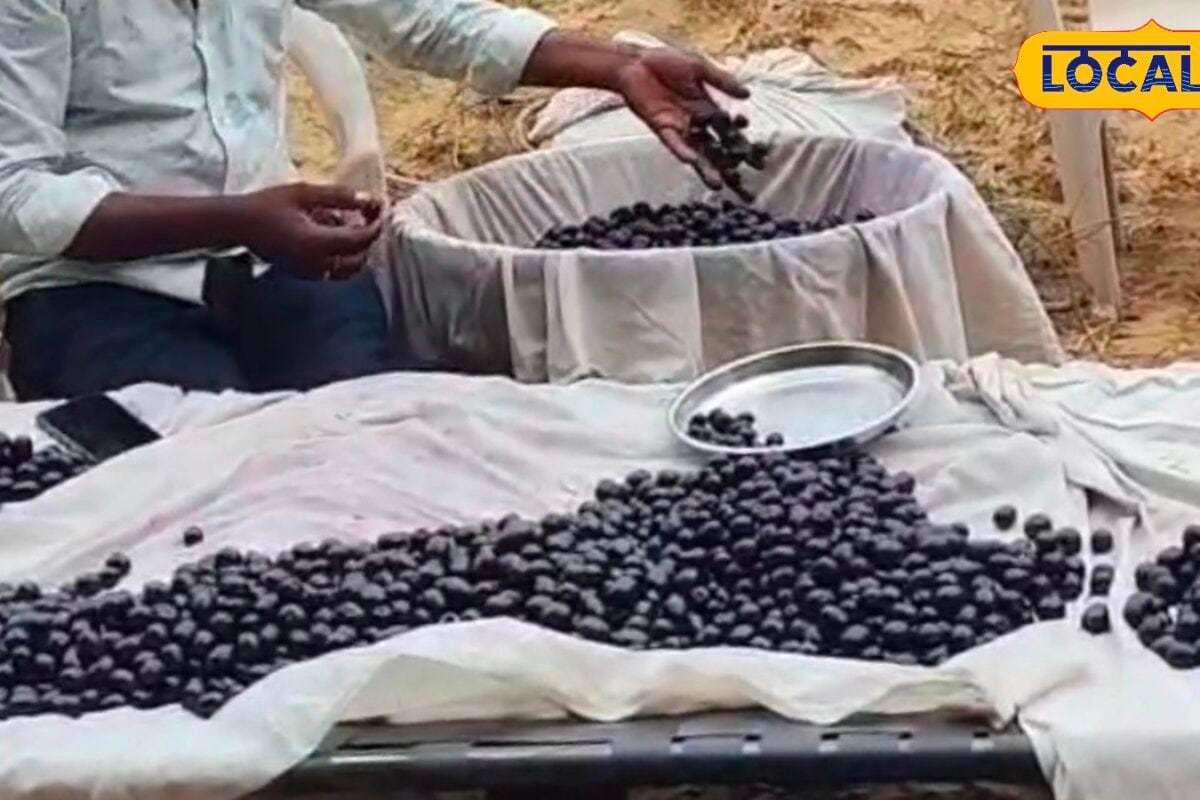 डायबिटीज से इम्यूनिटी तक रामबाण हैं पुष्कर के जामुन, गुजरात-हरियाणा तक पहुंची जबरदस्त डिमांड
