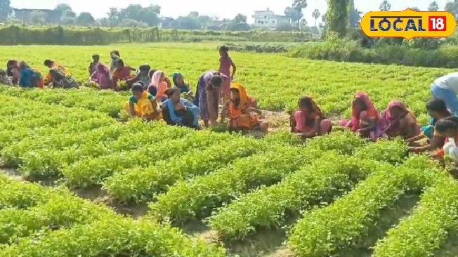 अब धनिया बोएं सरकार से ₹20 हजार पाएं! किसानों के लिए आई बड़ी खुशखबरी