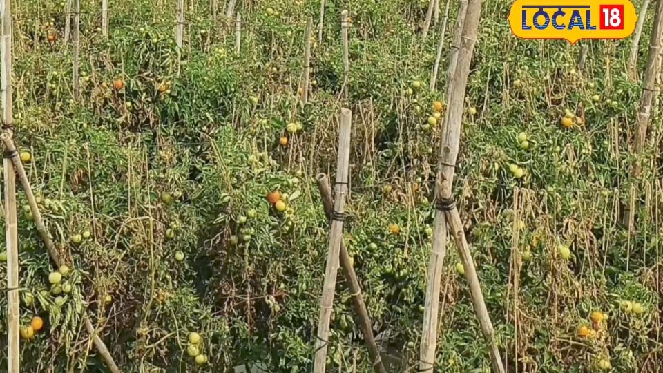 किसानों को पसंद टमाटर की ये 5 उन्नत किस्में 10 महीने तक मिलेगा बेहतर उत्पादन पैसों से भर जाएगी तिजोरी!