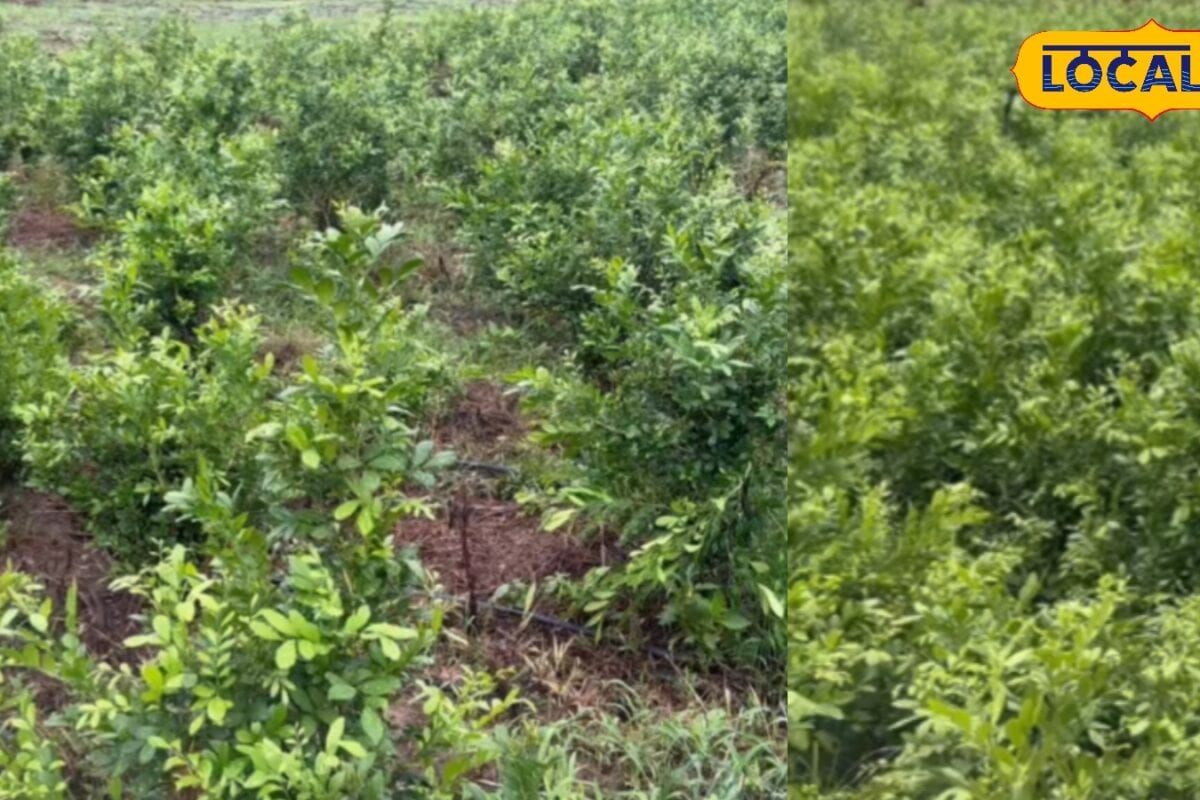 छत्तीसगढ़ किसान ने धान छोड़ खेत में लगाया ये फसल 6 महीने में कमाए 8 लाख रुपये कई साल तक मिलता रहेगा मुनाफा
