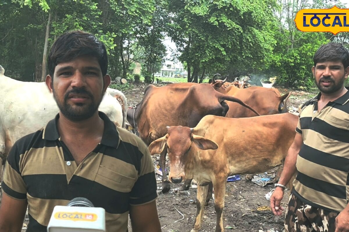 आठवीं पास सूरज ने डेयरी से बदली किस्मत 30 से ज्यादा गाय-भैंस पालकर सालाना कमा रहे लाखों रुपये