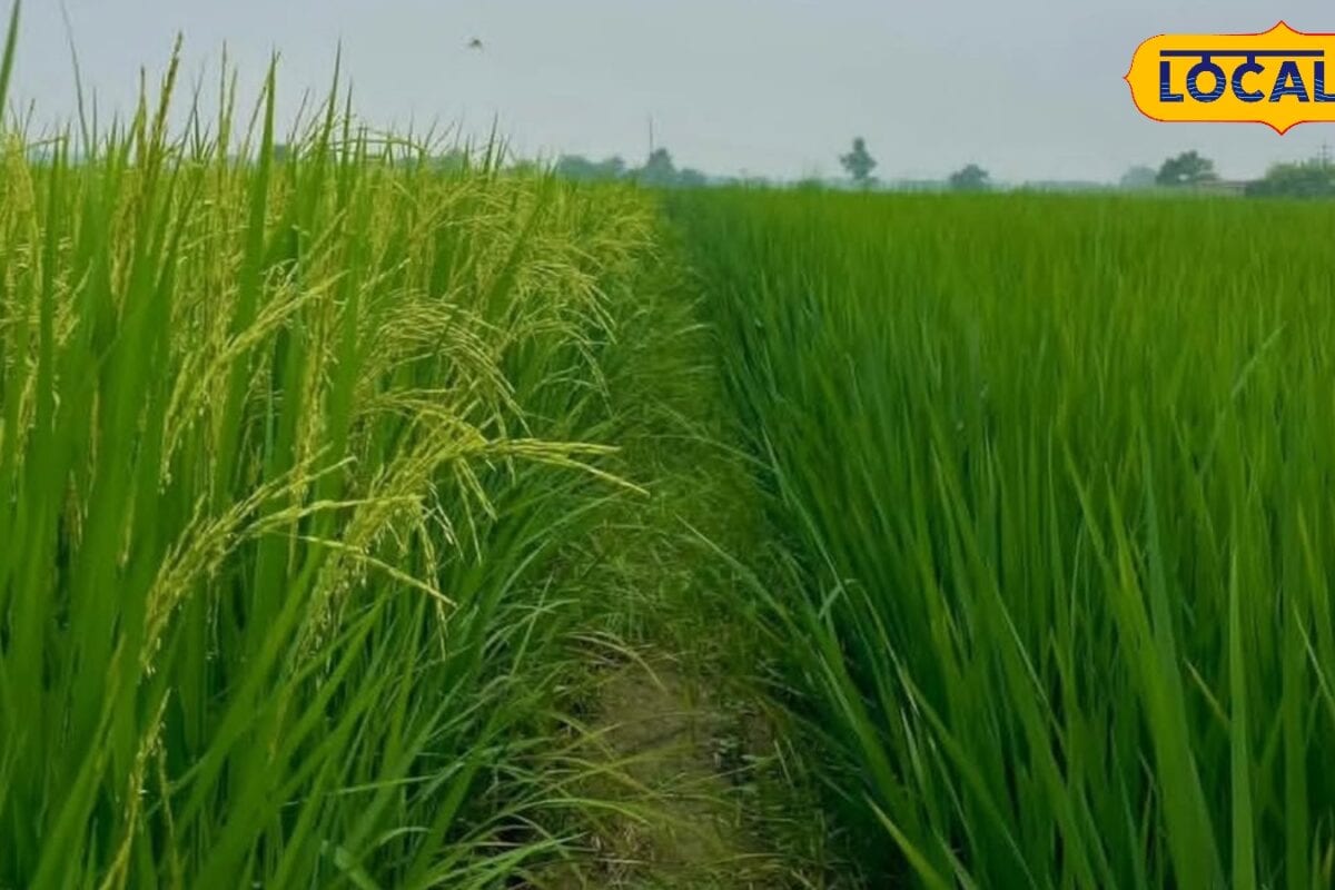 धान की रोपाई के बाद ऐसे करें उर्वरक का इस्तेमाल सही मात्रा में डालकर बढ़ाएं पैदावार