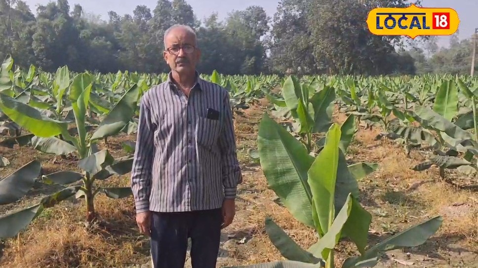 केले की खेती से कमाना है बंपर मुनाफा तो अपनाएं कृषि विशेषज्ञ की ये सलाह