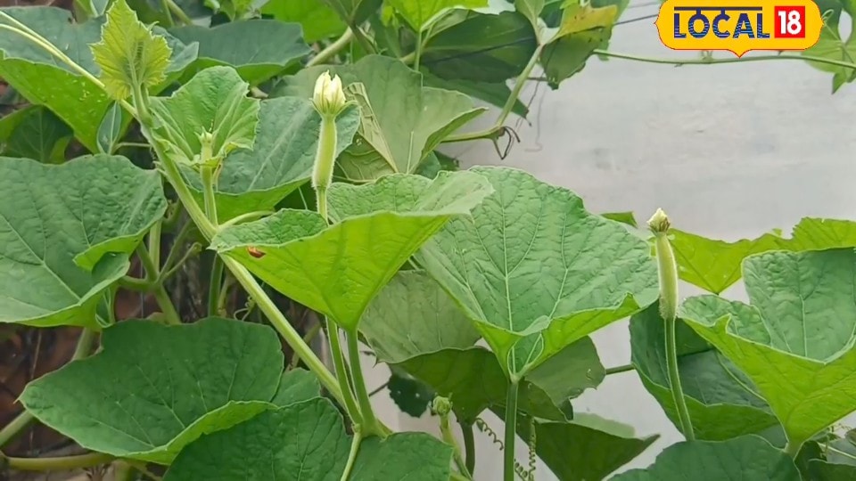 खेती के लिए नहीं जमीन की जरूरत? किसान रनजोद ने हवा में उगा दी फसल, रातोंरात बदली किस्मत