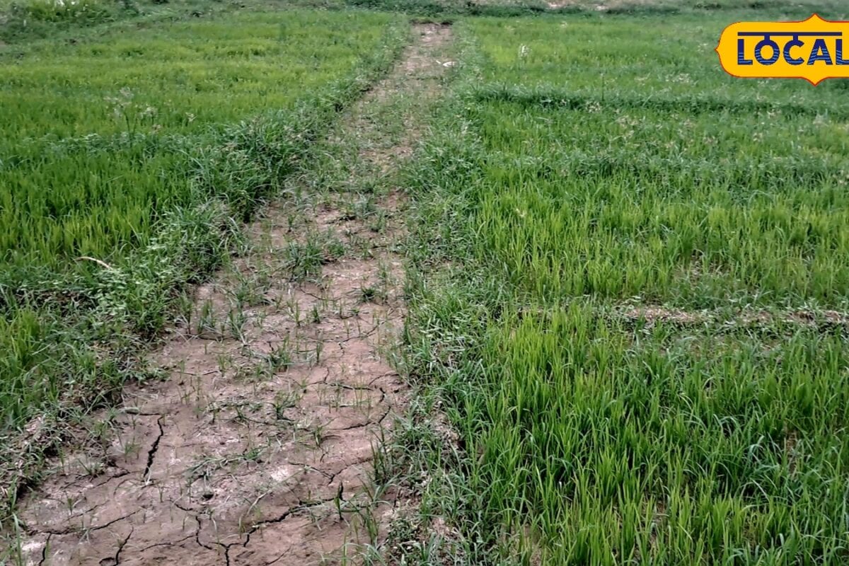 मानसून की बेरुखी से धान की फसल पर खतरा जानिए किसानों को अब क्या करना चाहिए