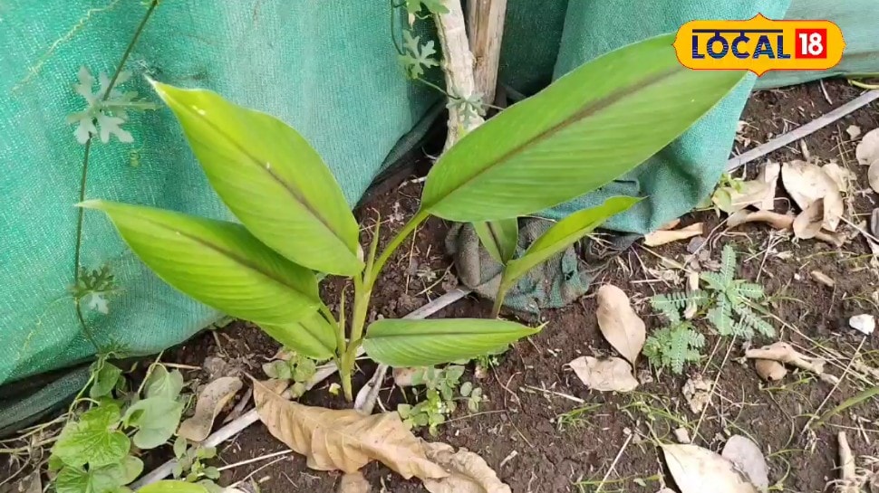 मानसून में गमले में लगाएं काली हल्दी जानें सही तरीका कई बीमीरियों के लिए संजीवनी