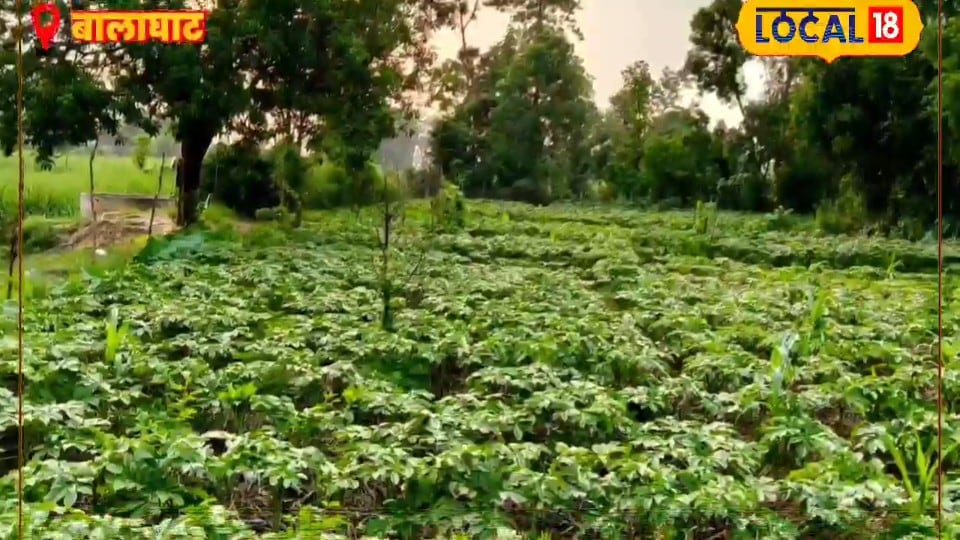 धान छोड़ किसान करें इस सब्जी की खेती लागत से होगा 5 गुना मुनाफा सेहत के लिए भी फायदेमंद