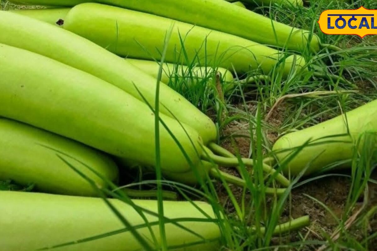कम समय में करनी है मोटी कमाई तो जुलाई में लगाएं लौकी की ये किस्में