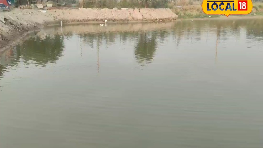 वाह यादव जी! बंगाल-यूपी जाकर सीखी तकनीक, दूध डेयरी नहीं, मछली पालन से कर रहे बंपर कमाई, जानें तरीका