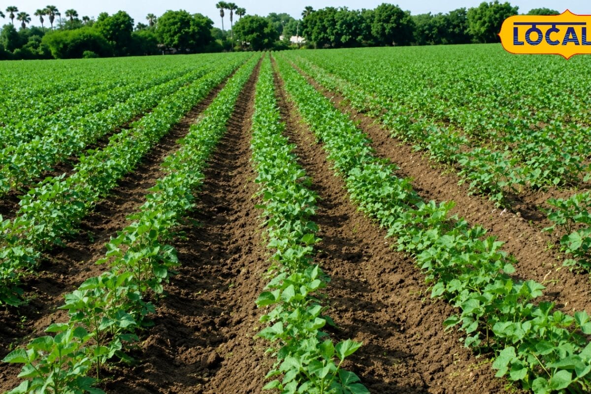 Agriculture: कपास के लिए बेहद खतरनाक है गुलाबी सुंडी, कृषि एक्सपर्ट से जानें पहचान और रोकथाम के तरीके