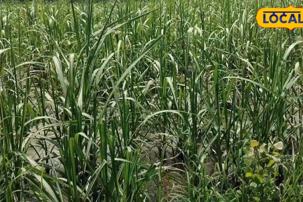 गन्ना किसान 30 सितंबर तक ऑनलाइन आवेदन कर गन्ना समिति के बन सकते हैं सदस्य मिलेगा ये लाभ