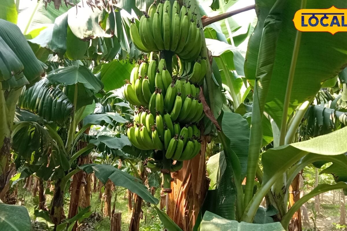 लागत 125 लाख मुनाफा 5 लाख तक! एक बार लगा दी केले की ये खास वैरायटी 10 वर्षों तक होगी अंधाधुंध कमाई