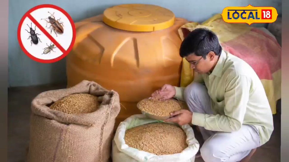 सिर्फ 3 रुपये के खर्च में 500 किलो अनाज रहेगा सुरक्षित मानसून में नहीं पड़ेंगे कीड़े जानें तरीके