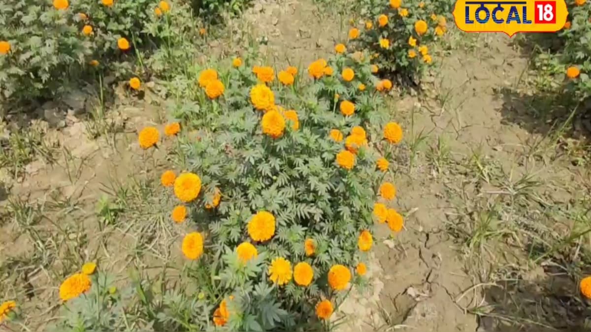 पारंपरिक खेती छोड़ फूलों से महकी किसानों की किस्मत, छपरा में हो रही बंपर कमाई
