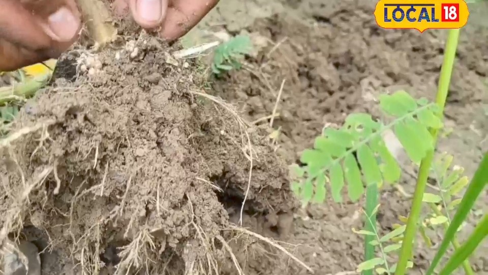 यूरिया की टेंशन होगी खत्म! जानिए खेत में छिपी उस जादुई वनस्पति का सच जो बचाएगी आपका पैसा
