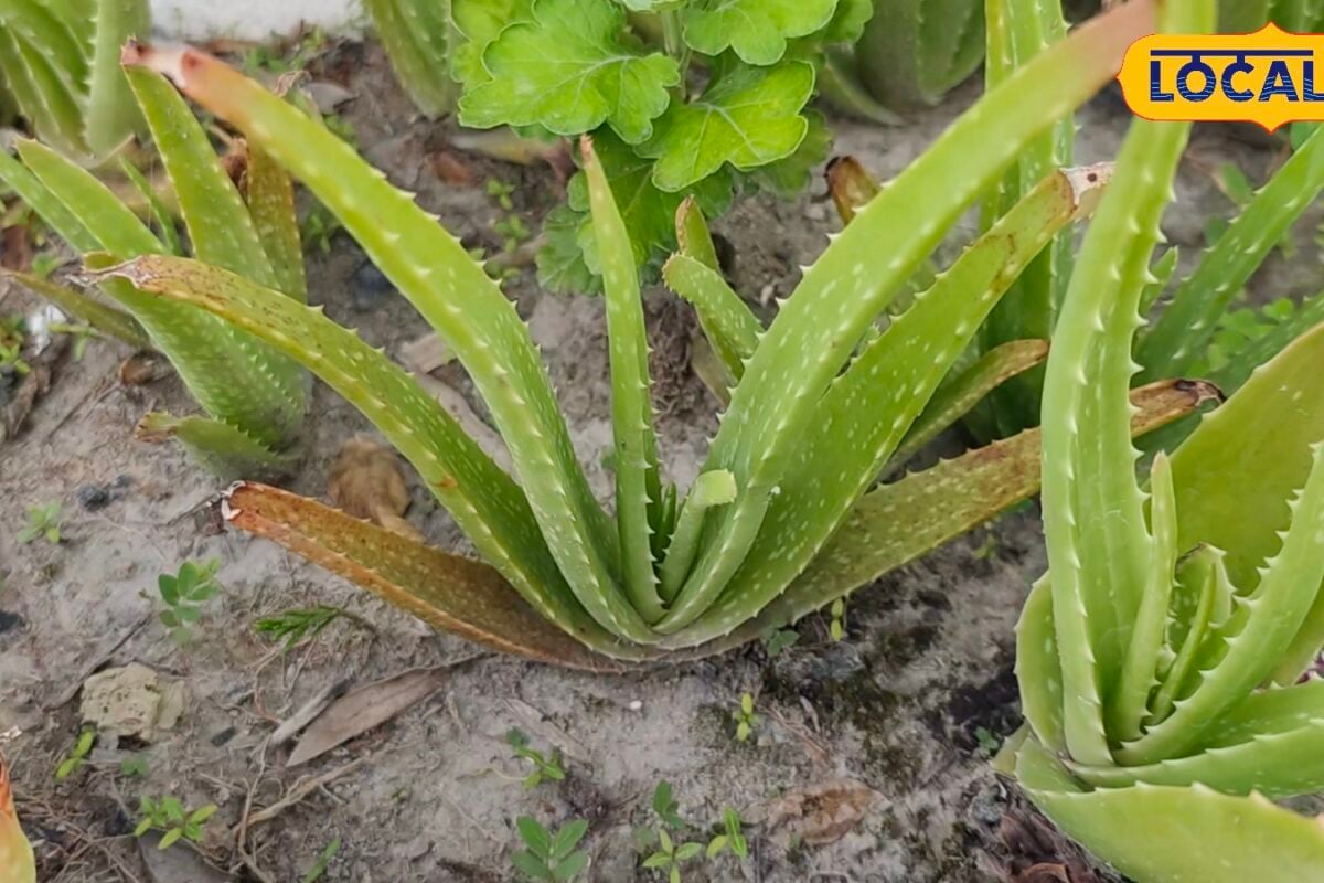 Aloe Vera Benefits in Monsoon: बरसात के मौसम में एलोवेरा के फायदे त्वचा की खुजली और हेयर फॉल को ऐसे करें दूर