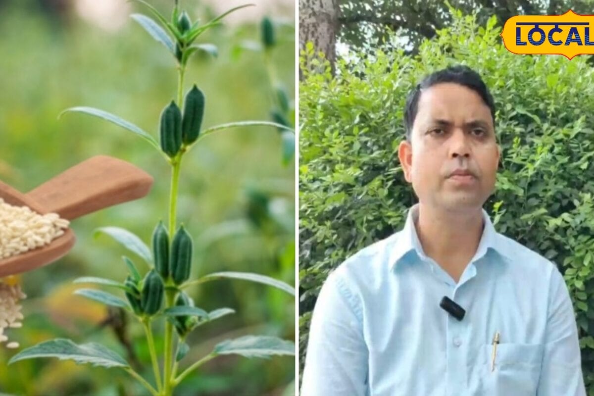 धान की जगह लगाएं तिल किसानों को कम लागत में होगा बंपर मुनाफा एक्सपर्ट से जानें ये टिप्स