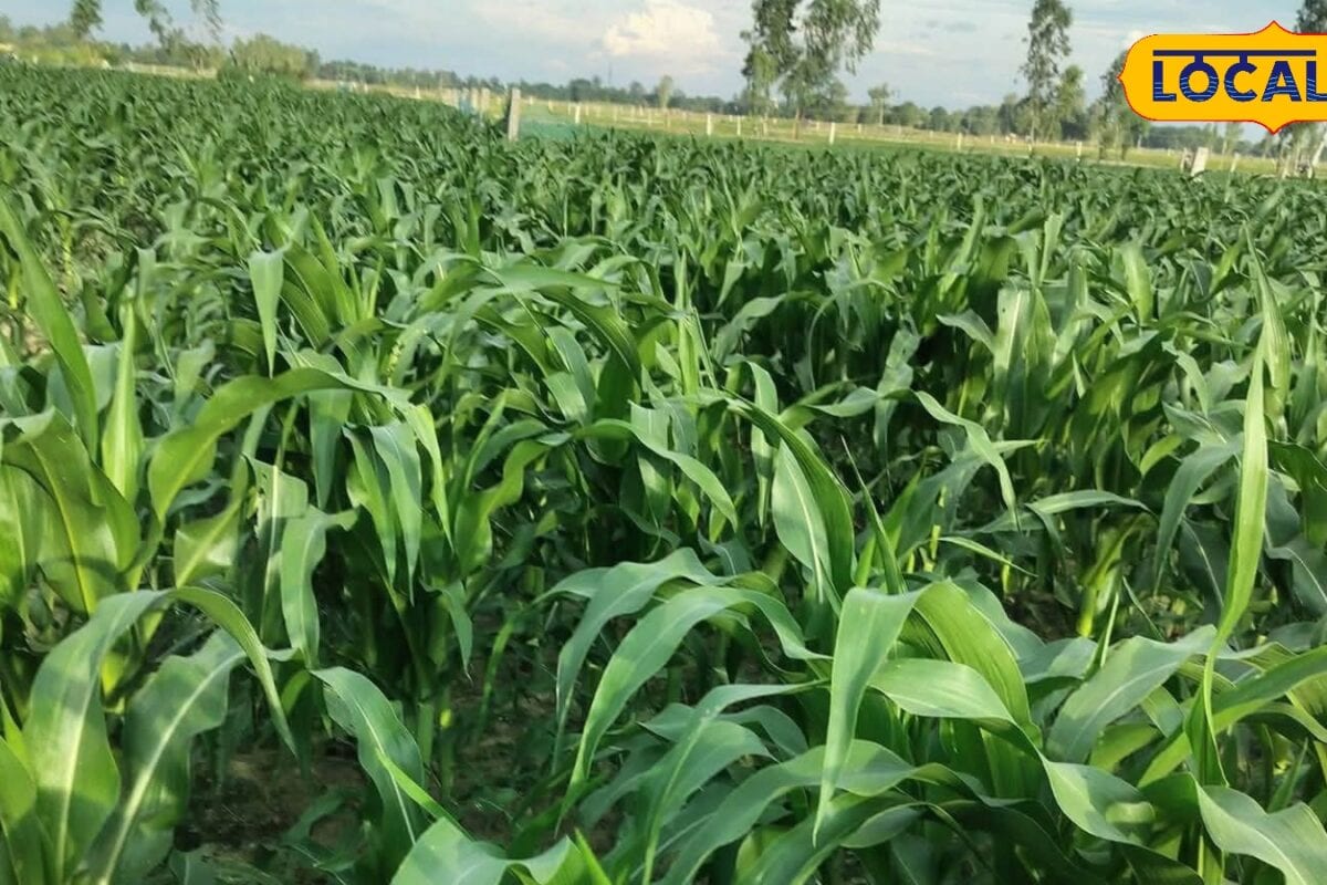 Agriculture News : मानसून में मक्के की खेती से पहले जान लें ये 5 उन्नत वैरायटी बेहतर पैदावार के साथ मिलेगा जबरदस्त मुनाफा