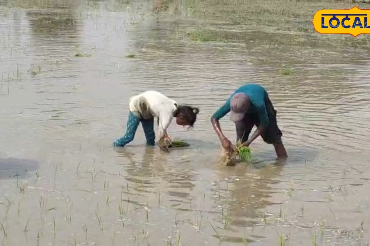 धान की खेती से चाहिए बंपर पैदावार तो रोपाई के समय रखें इन बातों का ध्यान