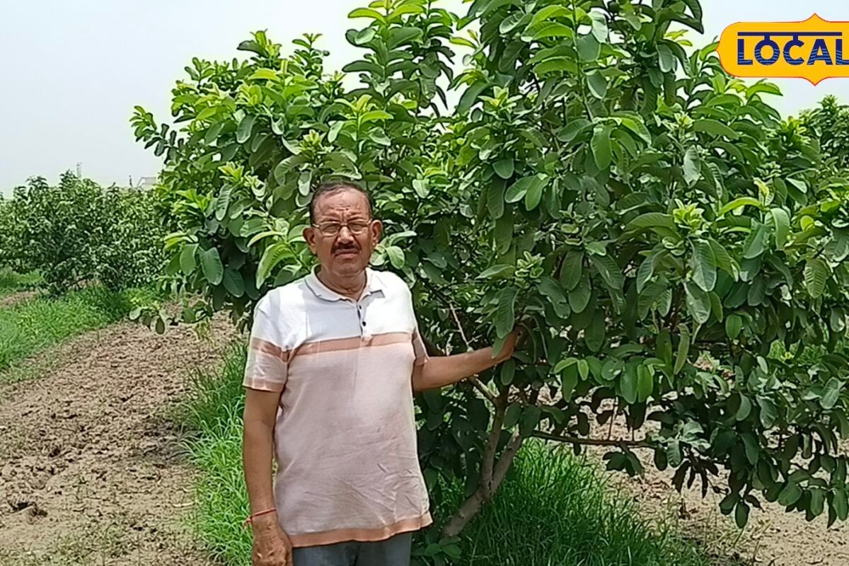 रिटायरमेंट के बाद नौकरी नहीं खेती में बनाया नया करियर मिलिए रिटायर्ड SI मेघपाल राणा से जिन्होंने ऑर्गेनिक अमरूद की खेती से लिखी सफलता की कहानी