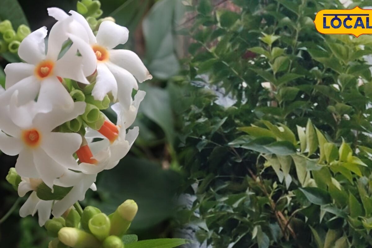 Gardening Tips: घर लाएं पारिजात का पवित्र पौधा! मानसून में लगाएं स्वर्ग का कल्पवृक्ष जानें क्यों है इतना खास