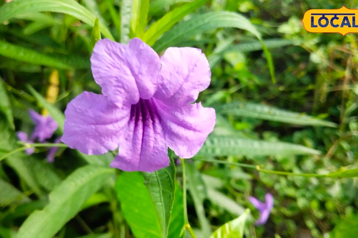 अपराजिता का पौधा लगाने से पहले जान लें ये जरूरी बातें तभी मिलेगा पूरा लाभ