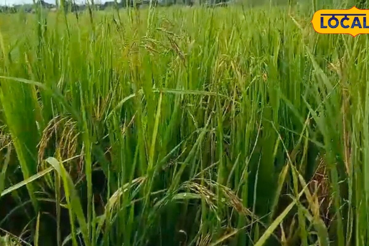 धान की फसल में खरपतवार से पाना चाहते हैं छुटकारा रोपाई के बाद जरूर करें ये काम बढ़ेगी पैदावार