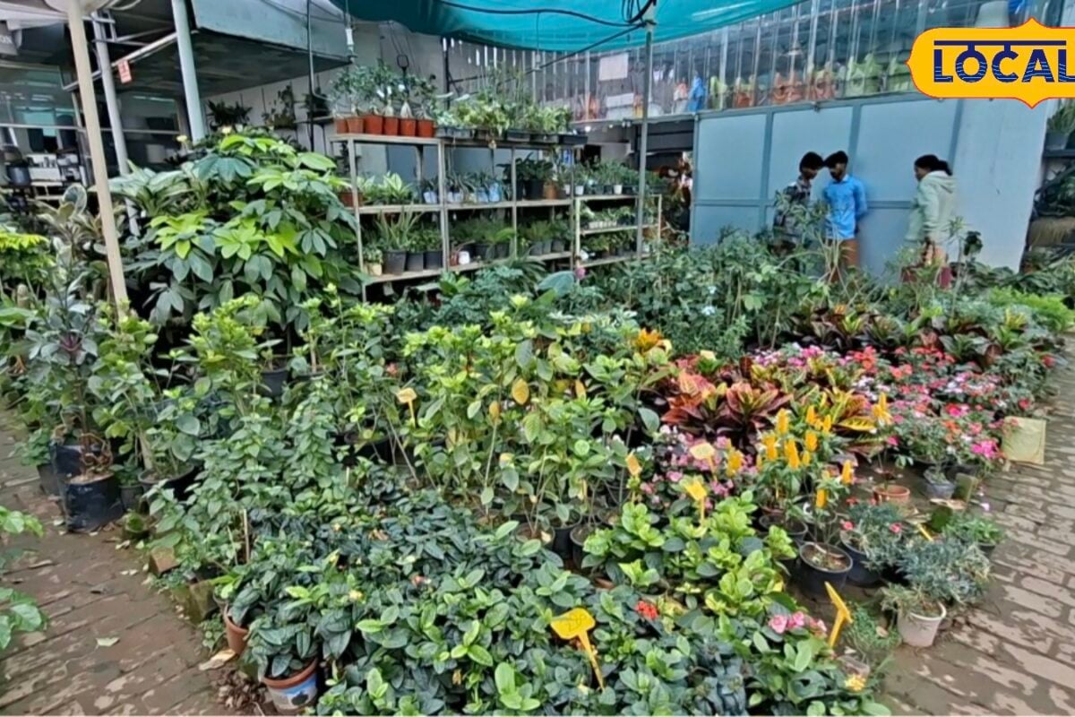 बरेली की इम्प्लांट नर्सरी में देशी-विदेशी पौधे गार्डनिंग का सामान उपलब्ध 10 रुपये से 40 हजार तक के हैं पौधे ऑल इंडिया होती है डिलीवरी