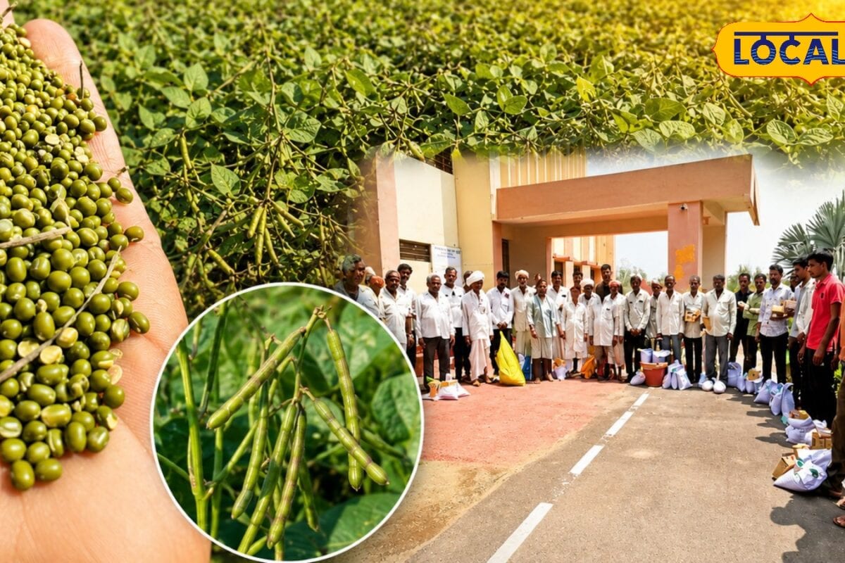अब सिर्फ 2 महीने में मिलेगा मुनाफा! सिरोही के किसानों को मिली मूंग की नई वैरायटी
