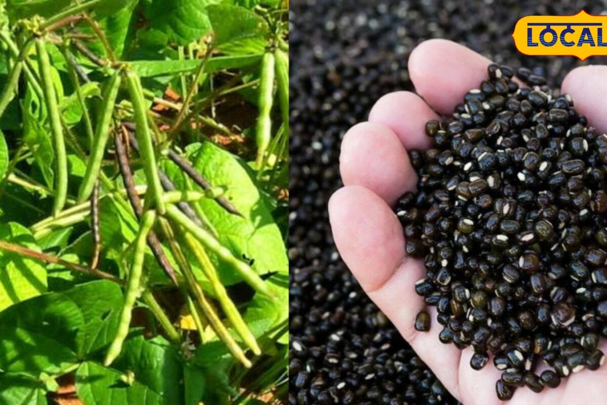 Agri: बारिश कम तो क्या हुआ? किसानों के लिए वरदान हैं ये फसलें, कम पानी में देंगी शानदार उत्पादन