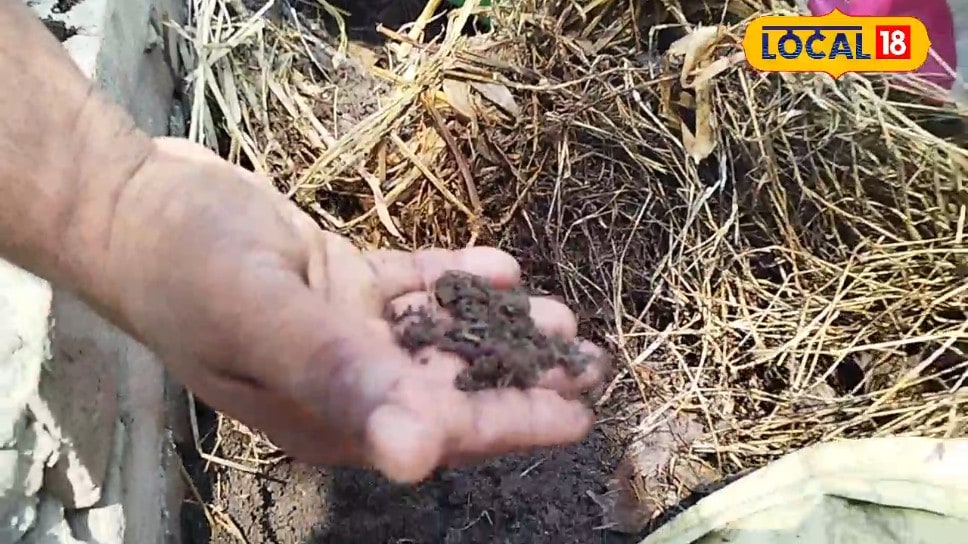 मिट्टी को बनाना है सोना तो 90 दिनों में इस विधि से तैयार करें जैविक खाद यहां जानिए प्रक्रिया