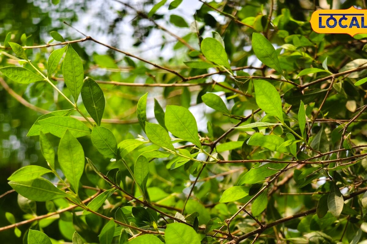सिर्फ हाथों की खूबसूरती ही नहीं सेहत के लिए भी फायदेमंद है मेहंदी जानिए किन बीमारियों में आती है काम