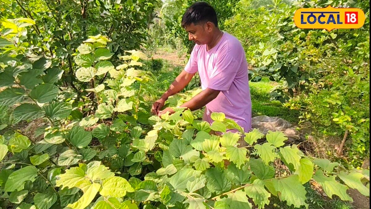 बरसात में सब्जियों में लगता है कबरा रोग, इस देशी घोल का करें छिड़काव, कृषि वैज्ञानिक ने दिए बचाव के टिप्स बरसात में सब्जियों में लगता है कबरा रोग, इस देशी घोल का करें छिड़काव, कृषि वैज्ञानिक ने दिए बचाव के टिप्स