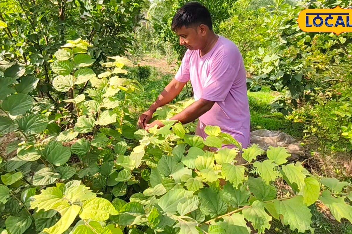 बरसात में सब्जियों में लगता है कबरा रोग इस देशी घोल का करें छिड़काव कृषि वैज्ञानिक ने दिए बचाव के टिप्स