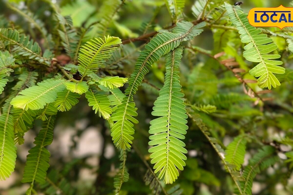 सिर्फ आंवले का फल ही नहीं पत्तियां भी हैं सेहत का खजानाजानिए इसके अनगिनत फायदे जो शायद ही होंगे आपको मालूम