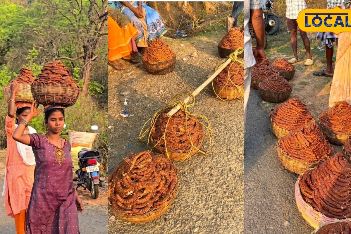 Shikakai Price: जंगलों का काला सोना बनी शिकाकाई हैदराबाद में 500 रुपये किलो तक बिक रही