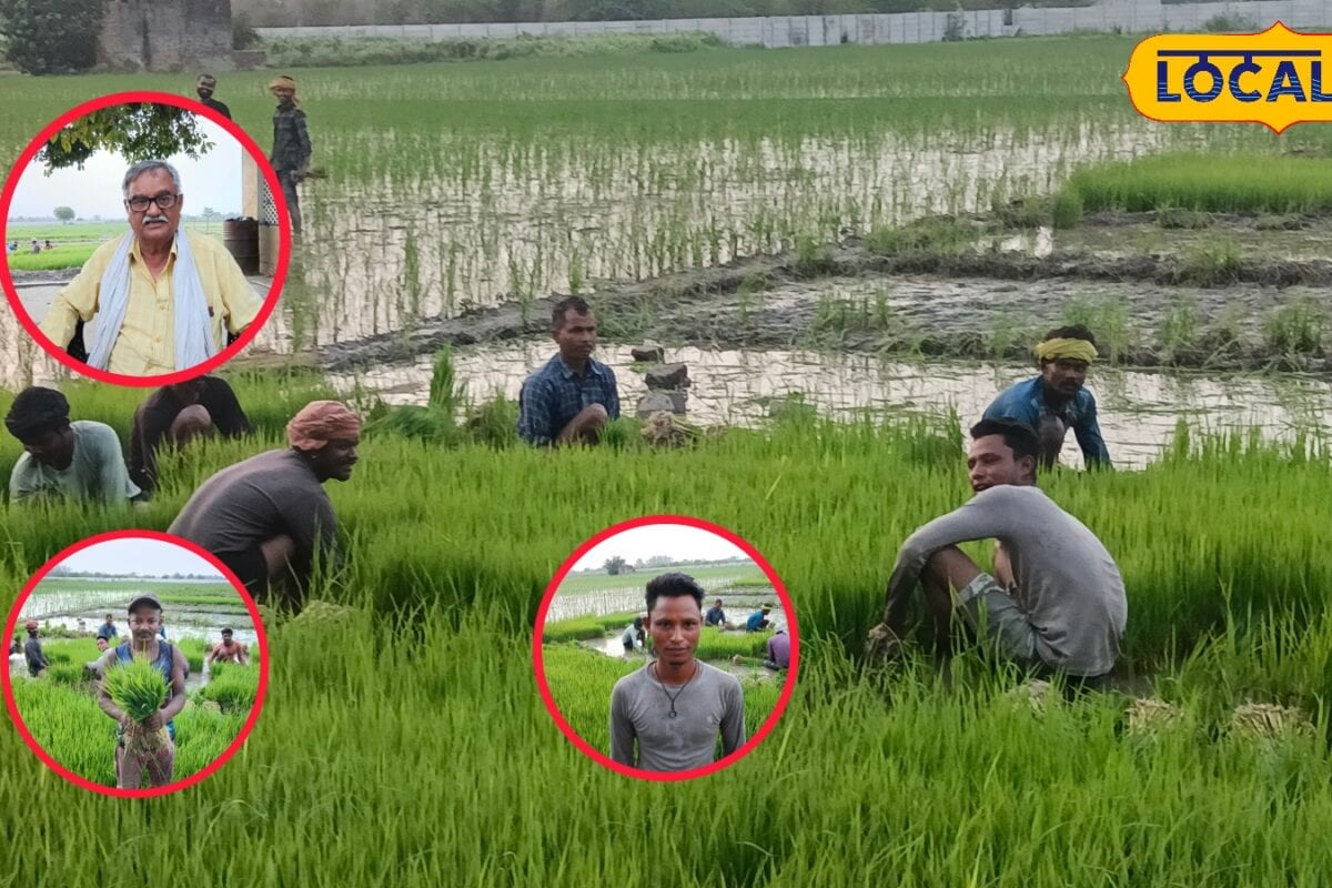 30 साल से फरीदाबाद के डीग गांव के किसान जगमान यादव कर रहे बासमती धान की खेती एक एकड़ आता है इतना खर्च होता है बंपर मुनाफा