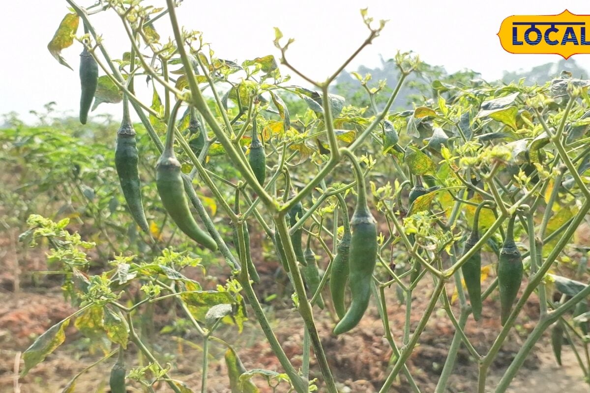 Kisan Tips: सूखे में भी कमाई का जरिया लगा दें ये 3 फसल कम पानी में होगा मोटा मुनाफा