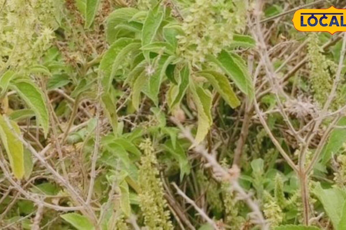 तुलसी की खेती से कमाना है तगड़ा मुनाफा तो यहां कृषि वैज्ञानिक से जानिए सही समय और तरीका