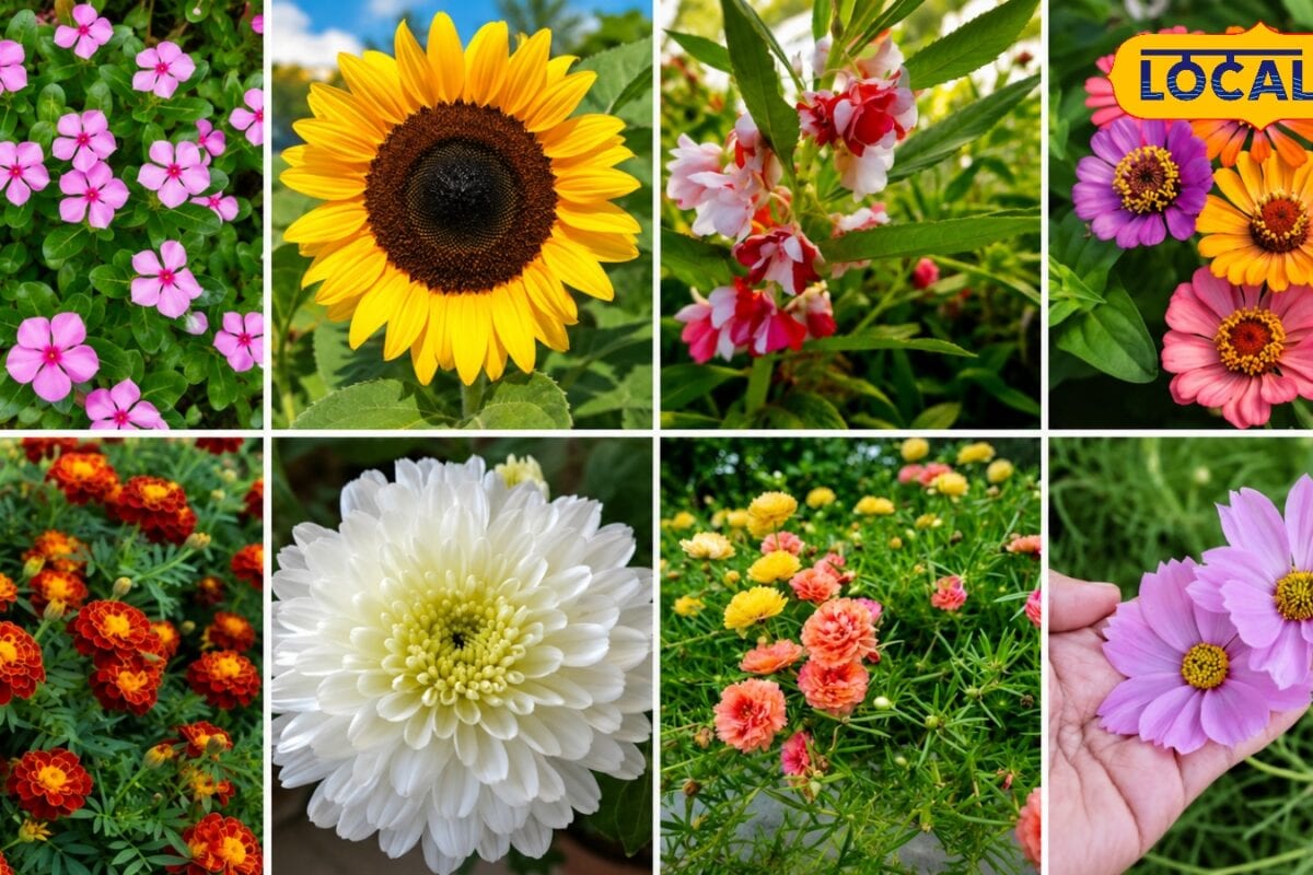 Gardening Tips: अगस्त में करें इन फूलों की बागवानी घर रहेगा रंग बिरंगे फूलों से गुलजार