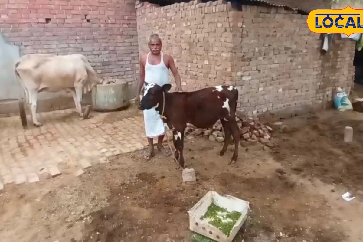Animal Husbandry: बरसात में बछड़ों की छोटी सी लापरवाही बन सकती है बड़ी मुसीबत जानिए बचाव के तरीके