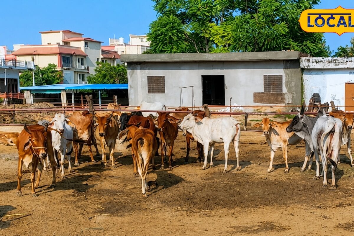 दूध बढ़ाना है और चाहिए बेहतर नस्ल तो कृत्रिम गर्भाधान से पहले जान लें ये जरूरी बातें