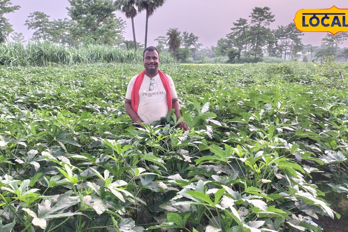 Agri Tips: सिर्फ 45 दिन बाद बंपर तुड़ाई! चम्पारण में सागा भिंडी से मालामाल हुए किसान विजय यादव जानें खासियत
