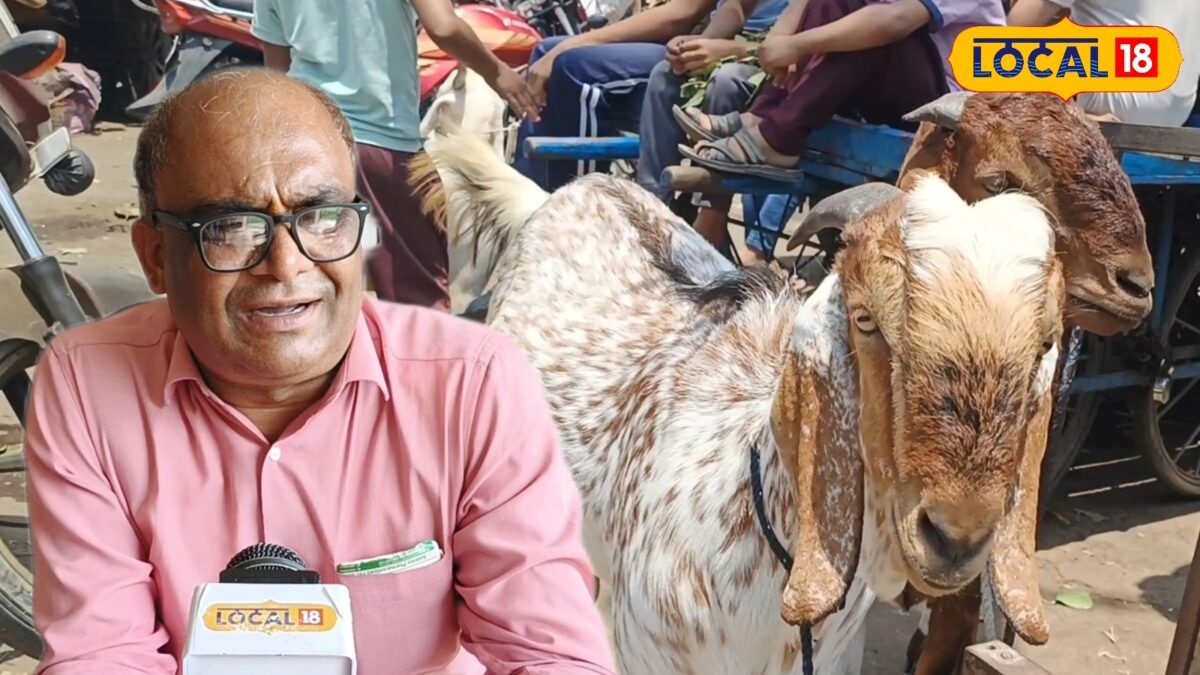 बारिश में बकरियों को चारा खिलाने से पहले जान लें ये जरूरी बातें, एक्सपर्ट डॉक्टर से जानें आसान टिप्स बारिश में बकरियों को चारा खिलाने से पहले जान लें ये जरूरी बातें, एक्सपर्ट डॉक्टर से जानें आसान टिप्स