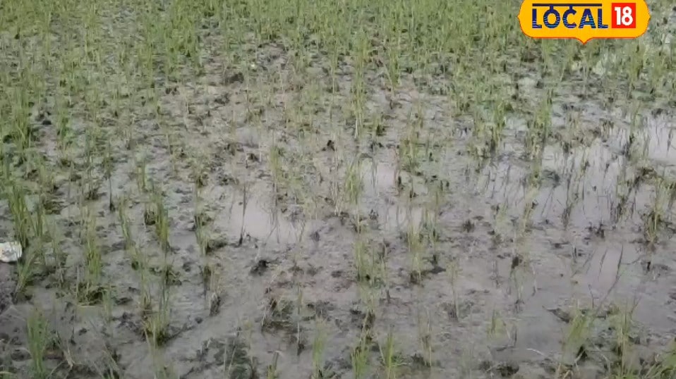 Paddy Khaira Disease: धान की पत्तियां पड़ रही हैं पीली तो यहां जानिए खैरा रोग की पहचान और इलाज